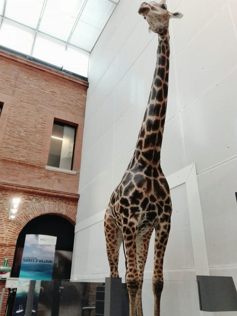 girafe-toulouse