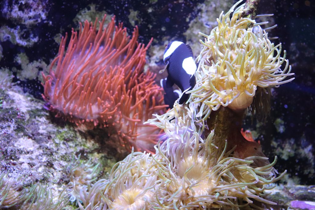 anemone-seaquarium-grau-du-roi