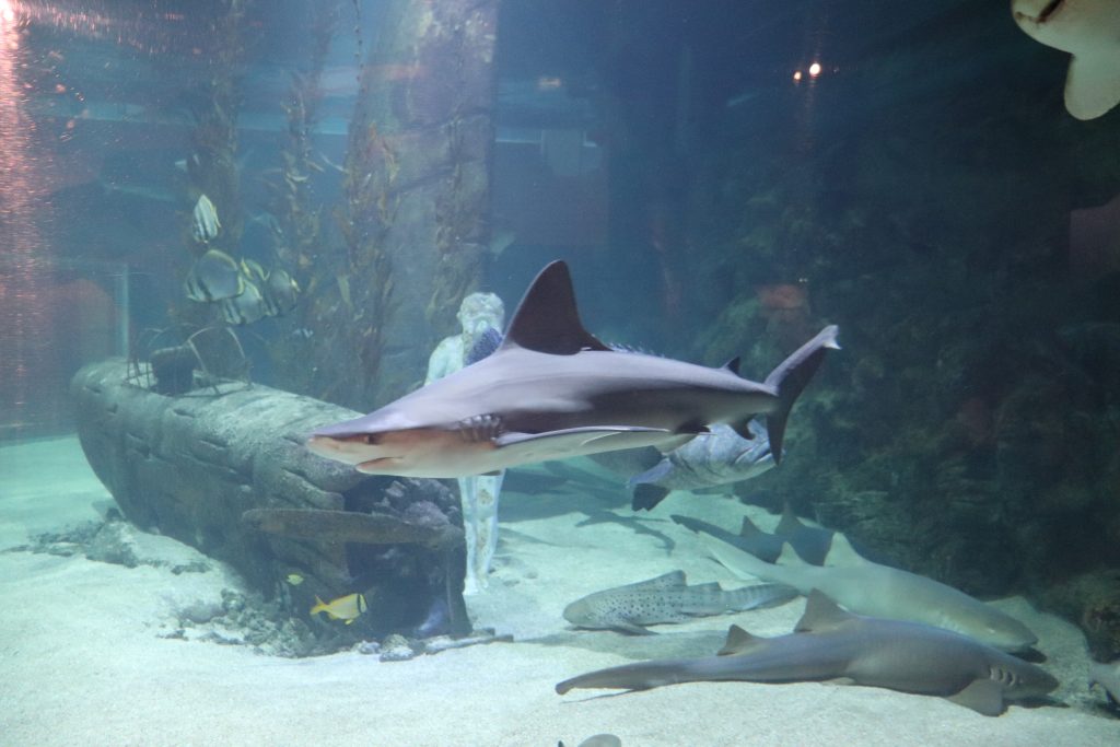 requin-seaquarium